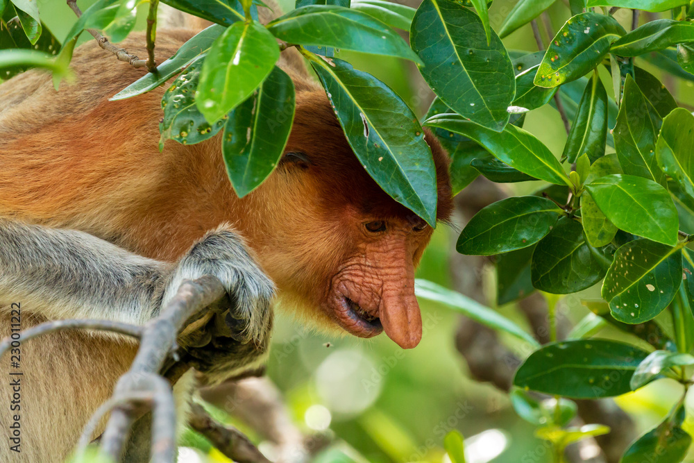 Fototapeta premium Female Proboscis Monkey in the rainforest of Borneo