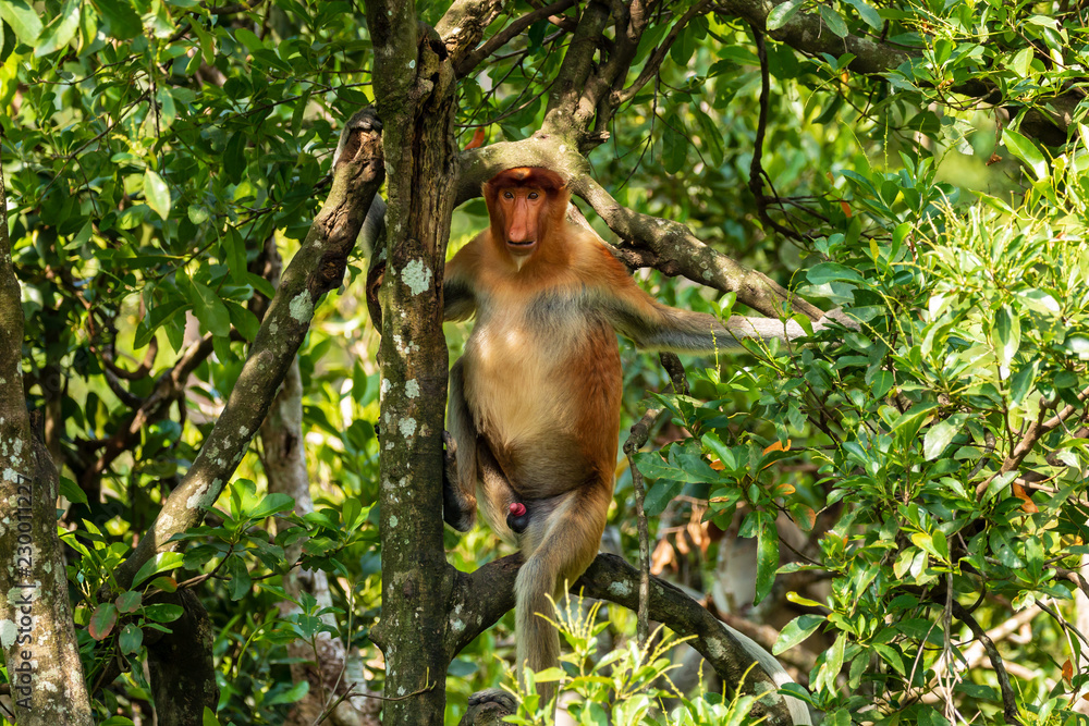 tropical dry forest monkeys