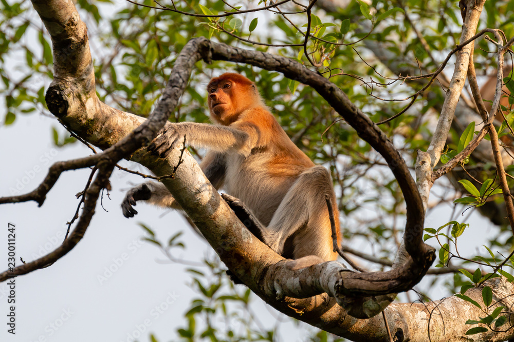 Wild Proboscis Monkeys in the trees at dusk along the Kinabatangan River, Sabah, Borneo Wild Proboscis Monkeys in the trees at dusk along the Kinabatangan River, Sabah, Borneo