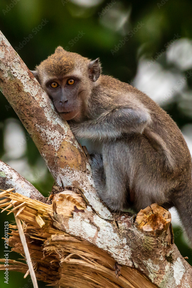 Obraz premium Long tail Macaque (Crab eating Macaque) monkey in the rainforest of Borneo