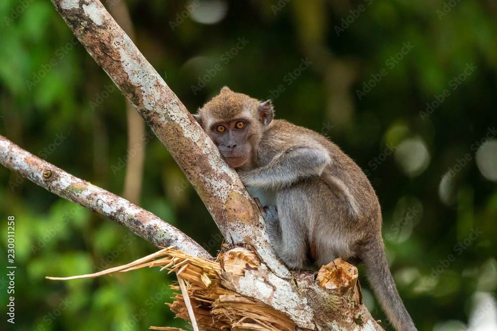 Long tail Macaque (Crab eating Macaque) monkey in the rainforest of Borneo Long tail Macaque (Crab eating Macaque) monkey in the rainforest of Borneo