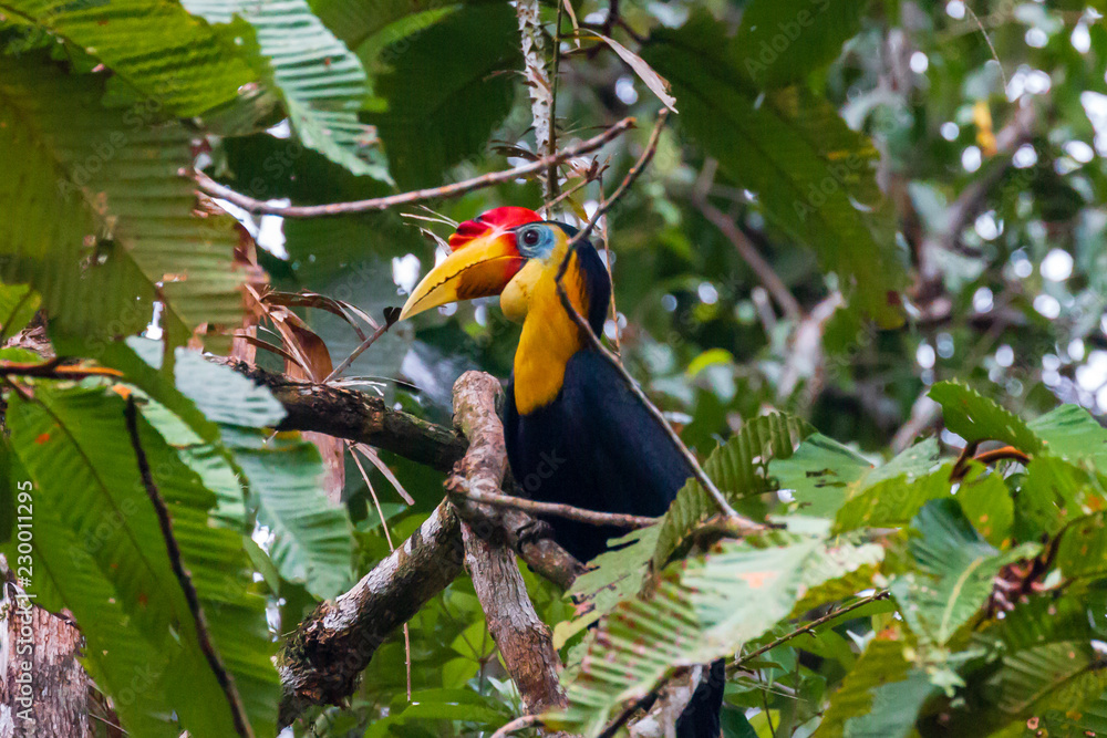 Rhinoceros Hornbill in a tree next to a jungle river in Borneo Rhinoceros Hornbill in a tree next to a jungle river in Borneo