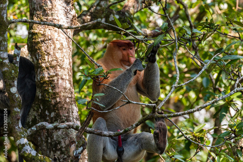 Proboscis Monkey in the trees in the tropical rainforest of Borneo