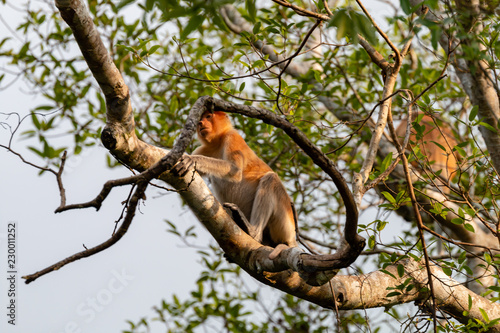 Wild Proboscis Monkeys in the trees at dusk along the Kinabatangan River, Sabah, Borneo © whitcomberd