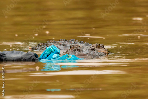 Plastic pollution - a Saltwater Crocodile investigates floating plastic bags and debris in the rainforests of Borneo photo