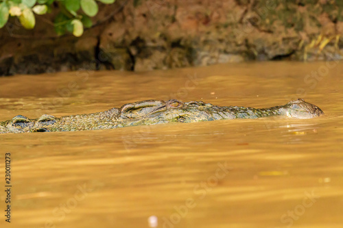 A large Saltwater Crocodile lurking in a muddy brown river in Borneo photo