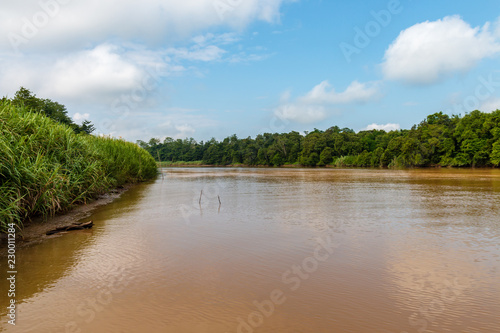 Aerial drone view of a long  brown winding river through tropical rainforest  Kinabatangan River  Borneo 