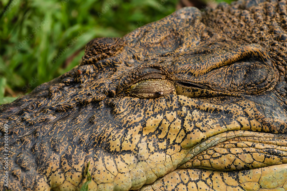 Obraz premium Close up of a large Saltwater Crocodile in short grass