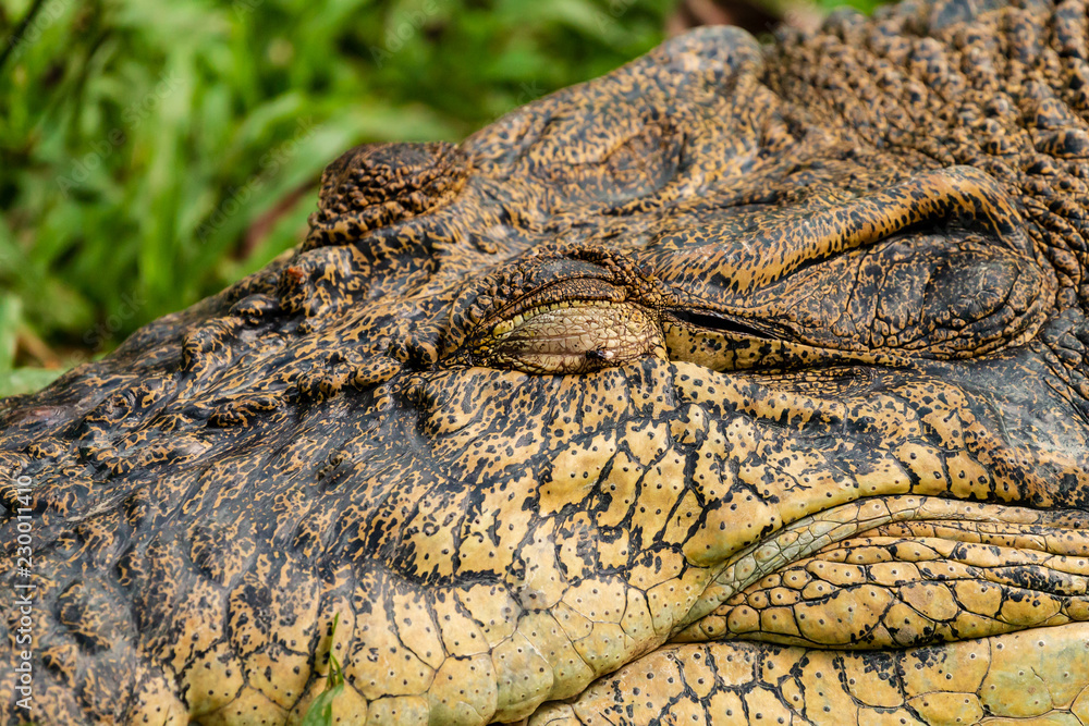 Fototapeta premium Close up of a large Saltwater Crocodile in short grass