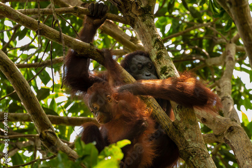 A wild mother and baby Bornean Orangutan in the rainforest of eastern Borneo