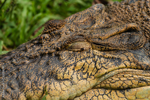 Close up of a large Saltwater Crocodile in short grass