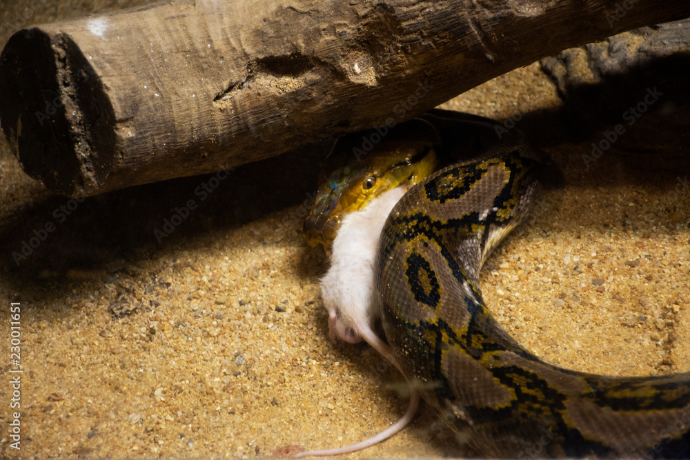 Reticulated Python Eating
