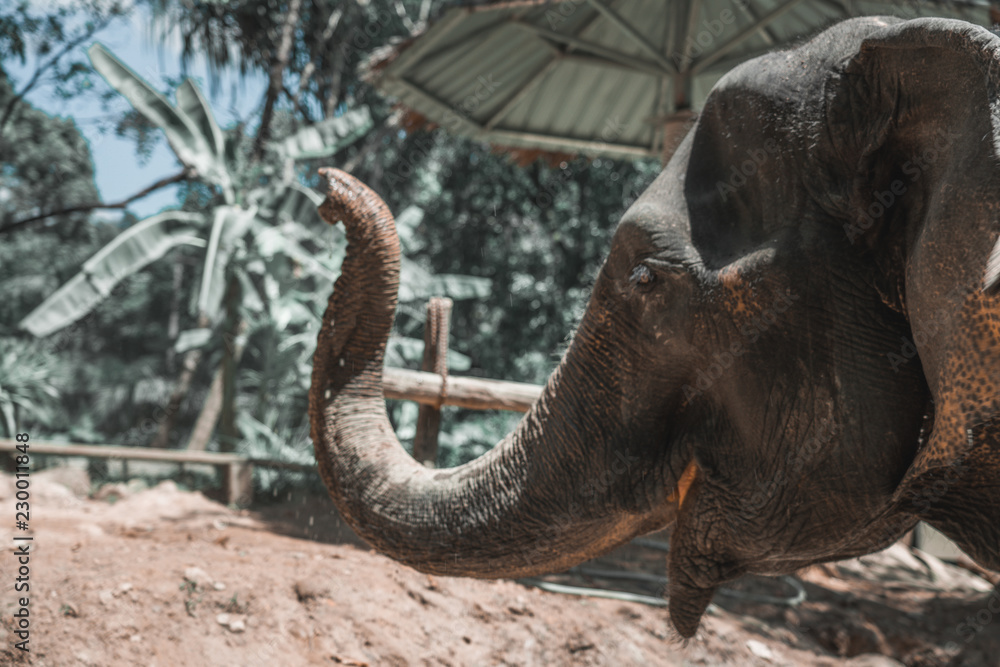 Obraz premium joyful elephant raises the trunk up of jungle background