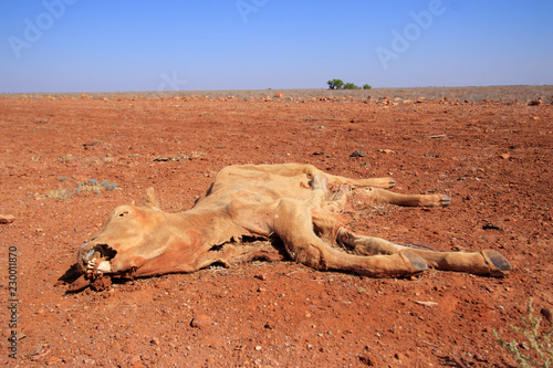 Red cow dead in desert