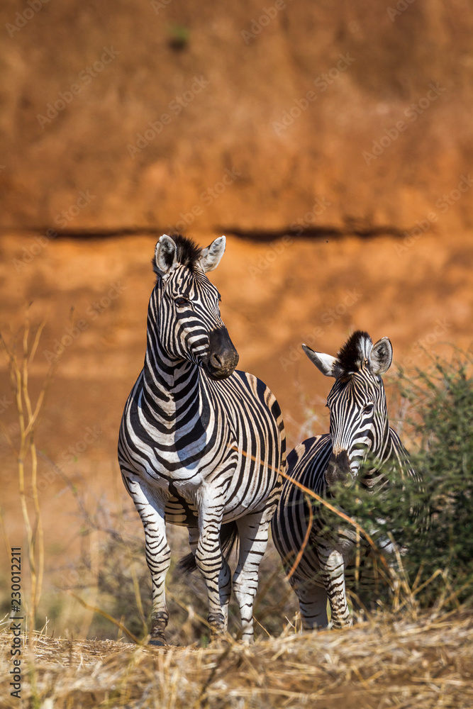 Obraz premium Plain zebra in Kruger National park, South Africa ; Specie Equus quagga burchellii family of Equidae