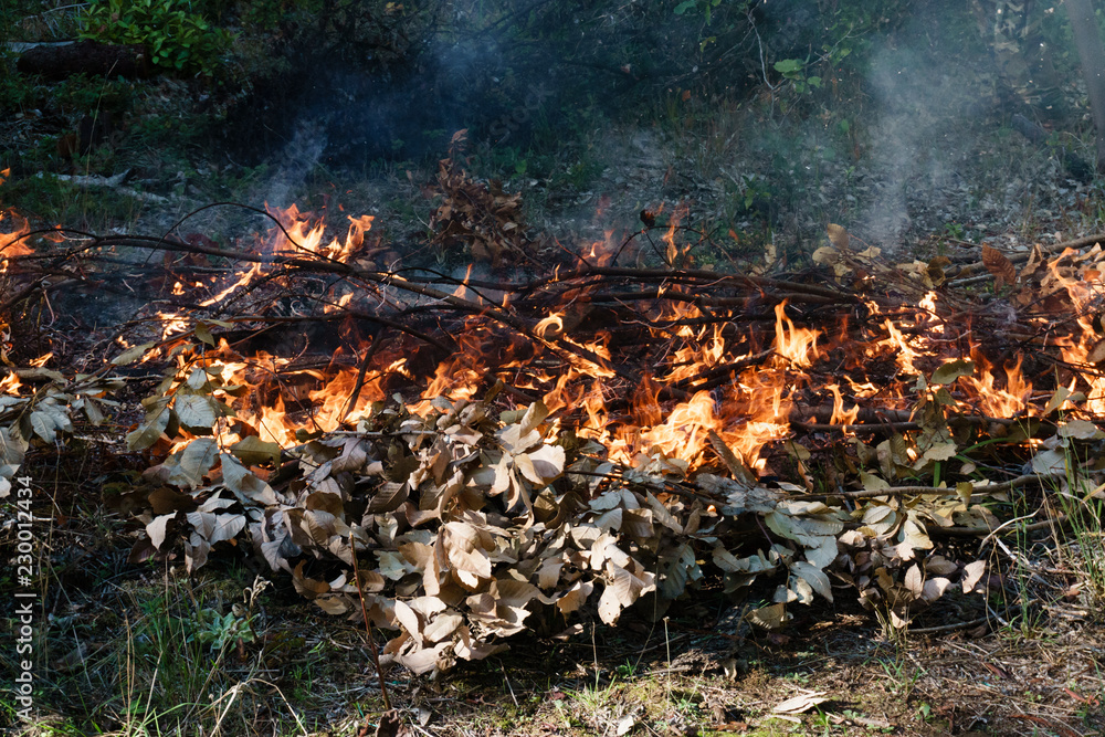 Dry Branch Fire in Forest Dry Branch Fire in Forest