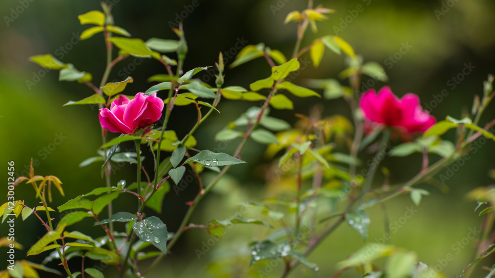 Beautiful flower for Valentine's Day. Valentine's Day. Mothers Day. Romantic gift. Romance and nature. Beautiful flower for Valentine's Day. Valentine's Day. Mothers Day. Romantic gift. Romance and nature.