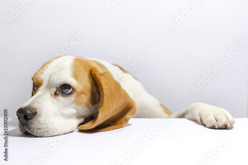 beagle on white 