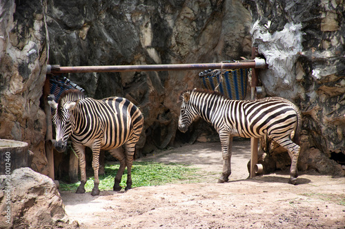 Fototapeta Naklejka Na Ścianę i Meble -  Zebras horse or Equus quagga standing in cage at public park in Bangkok, Thailand