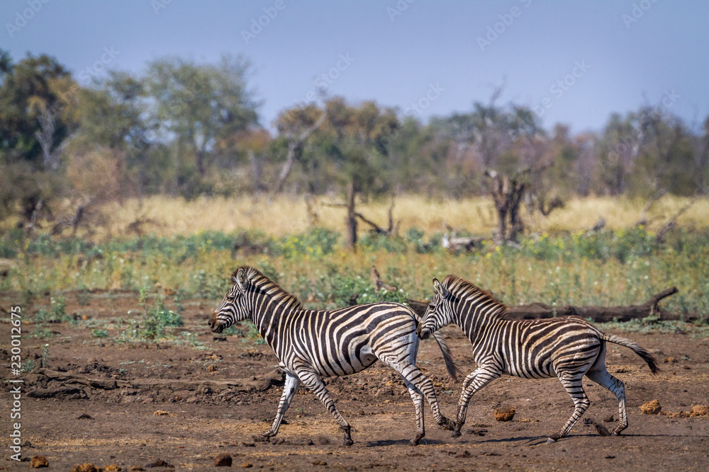 Obraz premium Plain zebra in Kruger National park, South Africa ; Specie Equus quagga burchellii family of Equidae