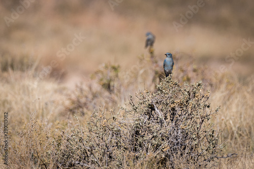 Mountain Bluebird (Sialia currucoides) photo