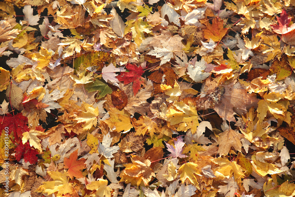 autumn color leaves maple Autumn concept background autumn color leaves maple Autumn concept background