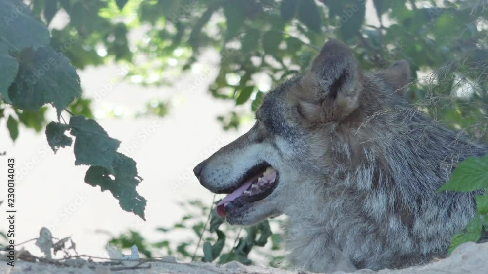 Portrait of dangerous wolf head with open mouth look at camera in green forest Portrait of dangerous wolf head with open mouth look at camera in green forest