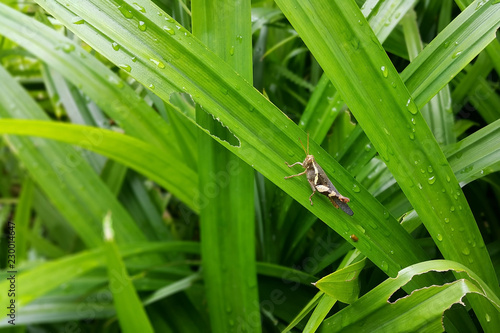 The brown grasshopper is on a green leaf. © B Toy Anucha