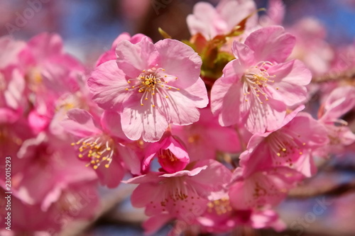 美しい河津桜