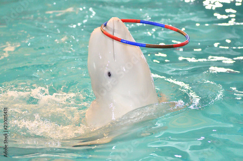 Belukha performs exercises with a hoop