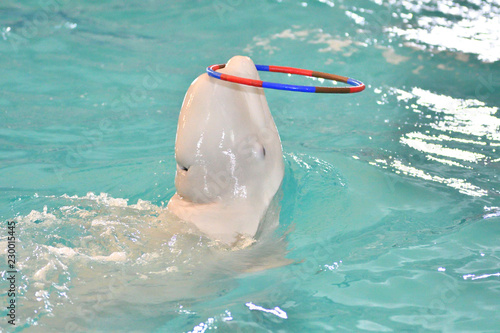 Belukha performs exercises with a hoop