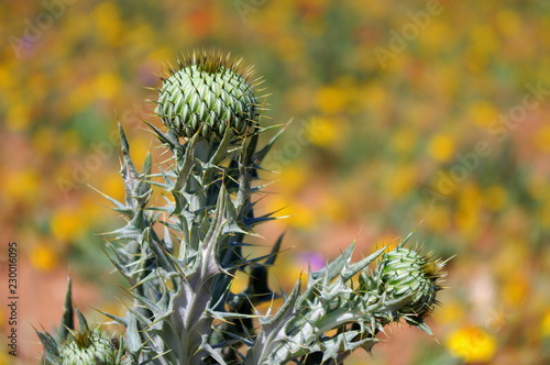 Young Texas Thistle Bloom (Cirsium texanum) photo