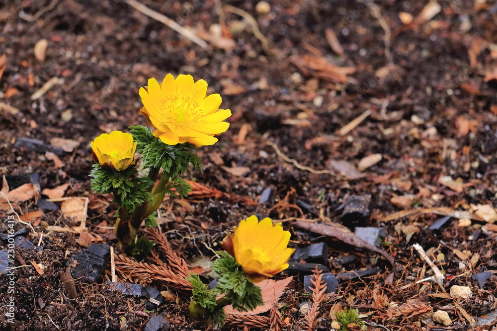 福寿草の花 福寿草の花