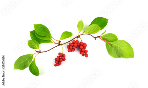Schisandra Chinensis Medicinal Herb Plant Leaves and Fruit. Isolated on White Background. Also Magnolia-Vine, Chinese Magnolia-Vine, Schisandra, Magnolia Berry or Five-Flavor-Fruit. photo