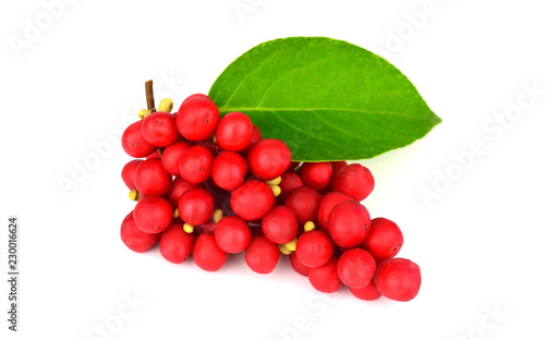 Schisandra Chinensis Medicinal Herb Plant Leaves and Fruit. Isolated on White Background. Also Magnolia-Vine, Chinese Magnolia-Vine, Schisandra, Magnolia Berry or Five-Flavor-Fruit.