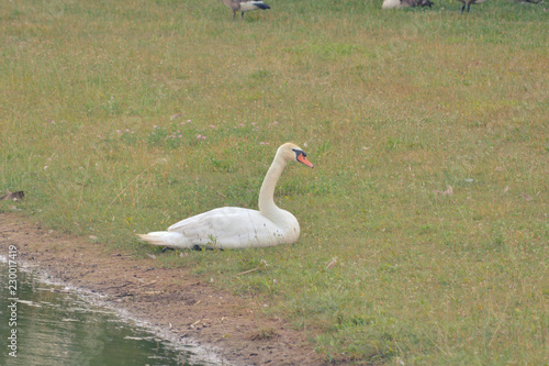 Swan by a Pond