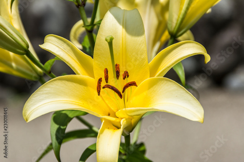 Spring flower in Japan
