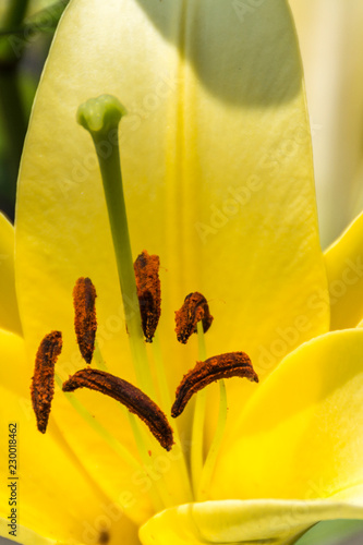 Spring flower in Japan