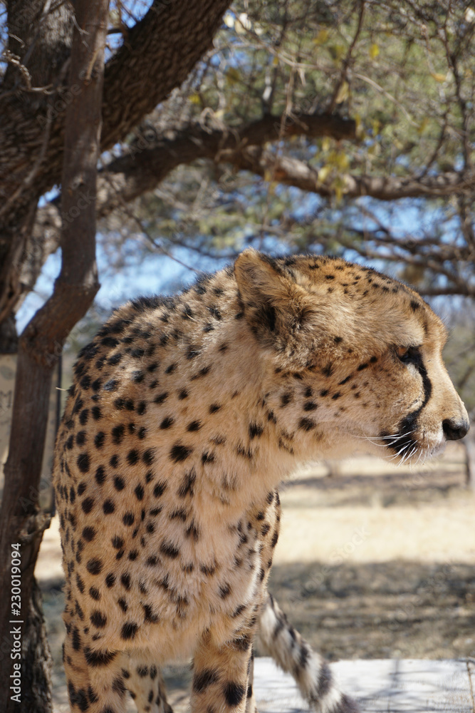 Fototapeta premium Cheetah