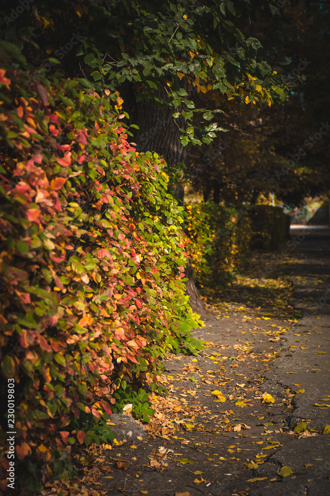 Autumn in the city Park Autumn in the city Park