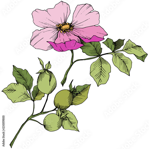 Wildflower rosa canina in a vector style isolated. Pink engraved ink art. Vector flower for background  texture  wrapper pattern  frame or border.