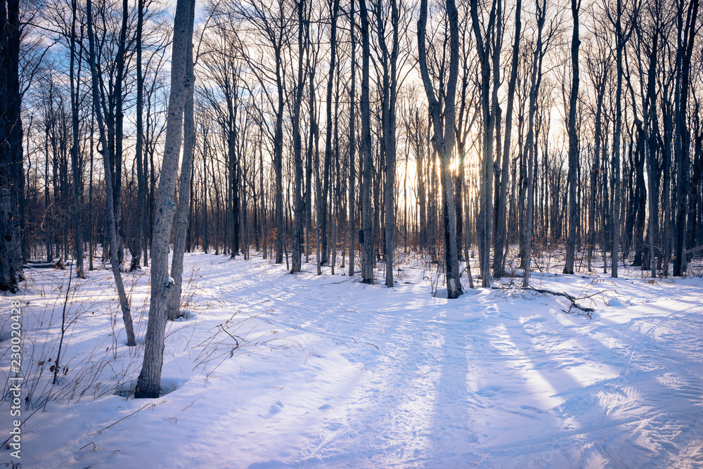 Winter hike through birch trees Winter hike through birch trees