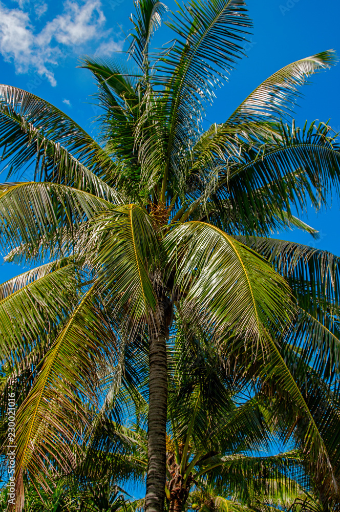Φωτογραφία Uprisen angle view of coconut leaves with fresh color of blue sky background of