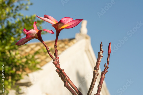 Desert flowers Venezuela