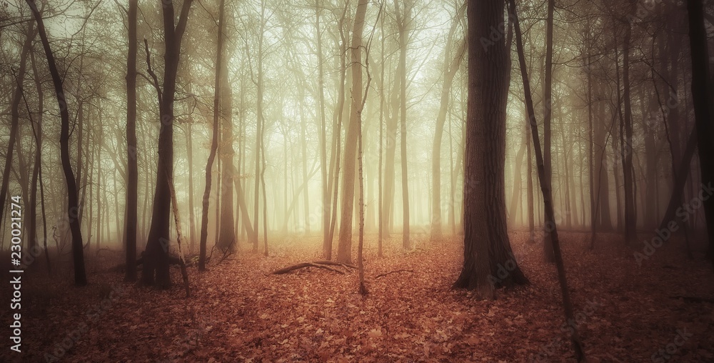 Fototapeta premium forest mist light