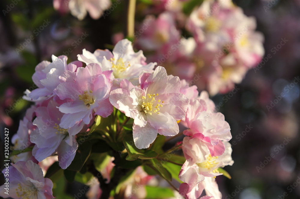 Chinese flowering crab-apple blooming Chinese flowering crab-apple blooming