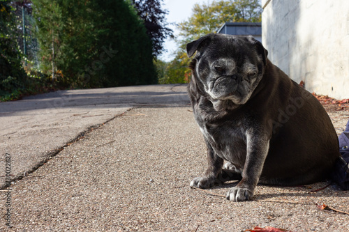 black pug named adelheid photo