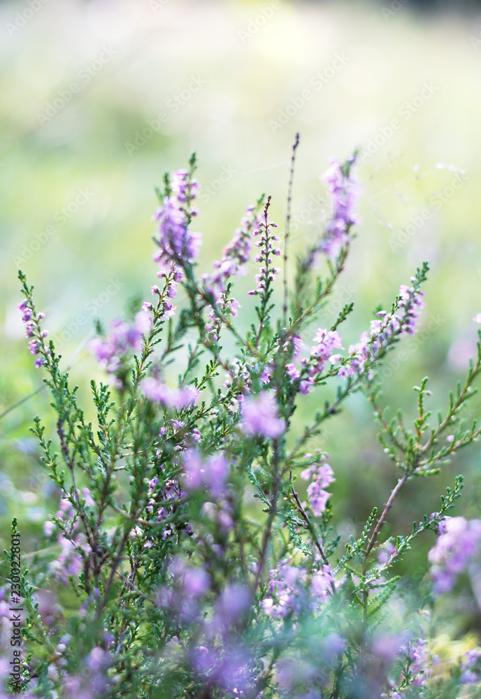 Beautiful colorful heather background Beautiful colorful heather background