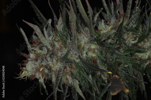 marijuana flower blooming medical cannabis plant