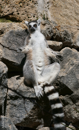 lemur's relaxation on the sunny stone
